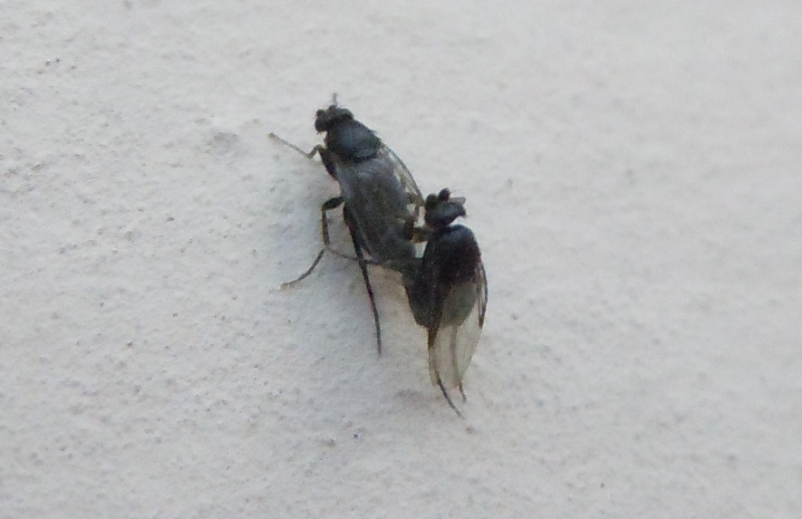 Sphaeroceridae in accoppiamento? No, Phoridae